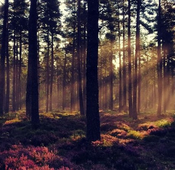 The sun shinning on a forest